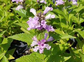 Šanta 'Sweet Dreams' - Nepeta subsessilis 'Sweet Dreams'