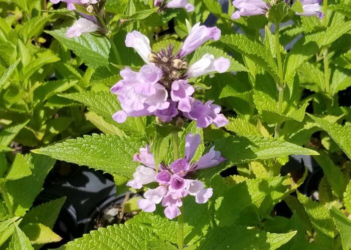 Šanta 'Sweet Dreams' - Nepeta subsessilis 'Sweet Dreams'