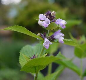 Šanta 'Sweet Dreams' - Nepeta subsessilis 'Sweet Dreams'