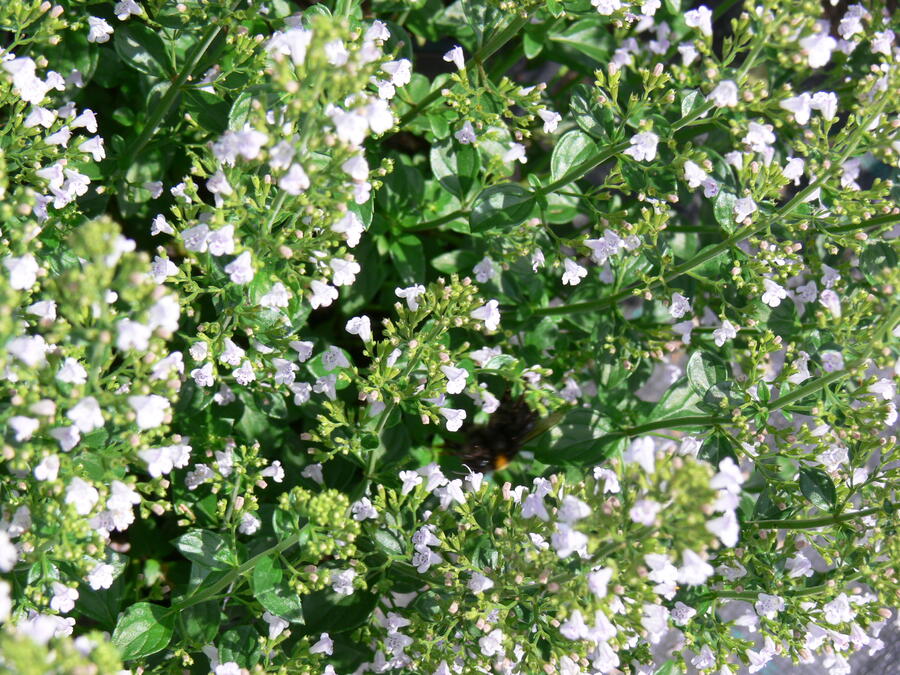 Marulka lékařská - Calamintha nepeta