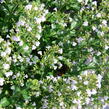 Marulka lékařská - Calamintha nepeta