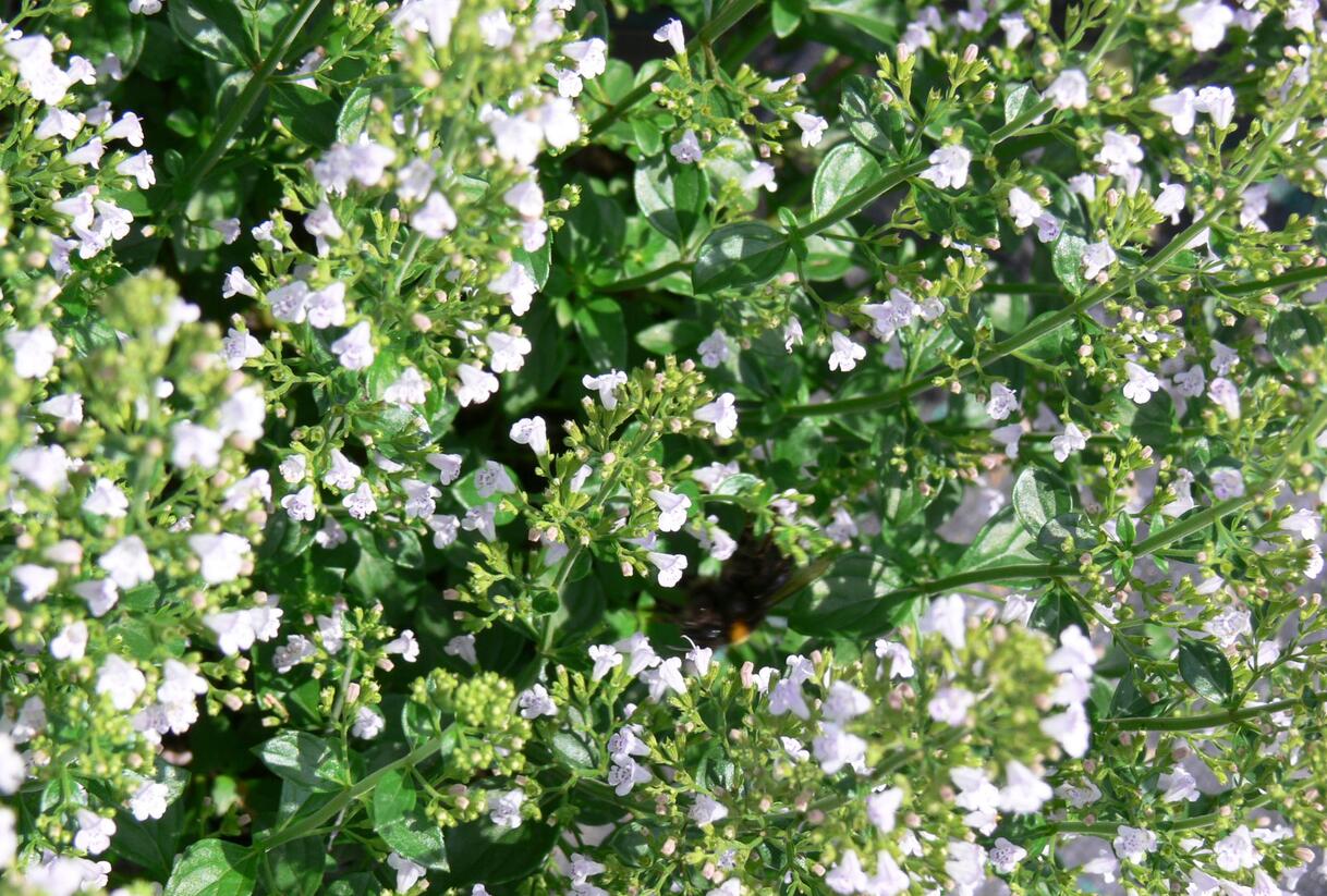 Marulka lékařská - Calamintha nepeta