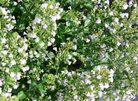 Marulka lékařská - Calamintha nepeta