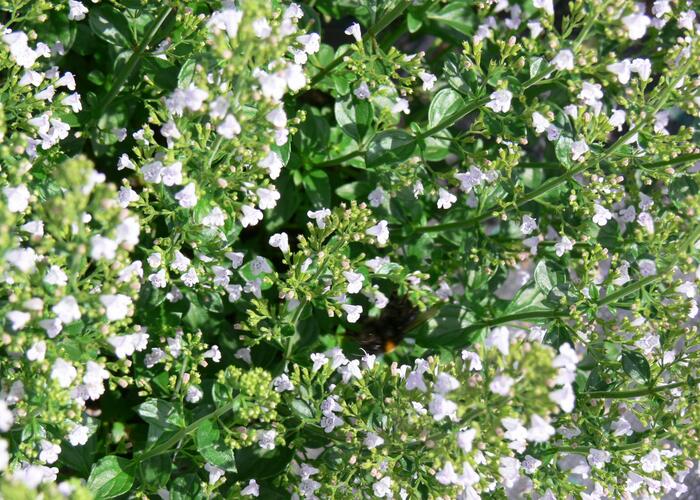 Marulka lékařská - Calamintha nepeta