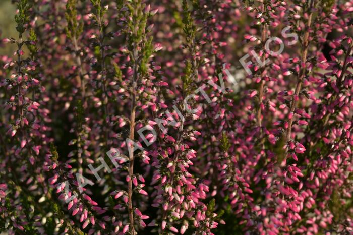 Vřes obecný 'Lore' (Garden girls®) - Calluna vulgaris 'Lore' (Garden girls®)