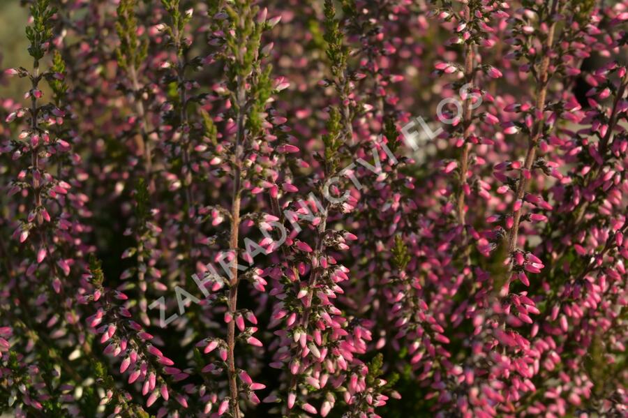 Vřes obecný 'Lore' (Garden girls®) - Calluna vulgaris 'Lore' (Garden girls®)