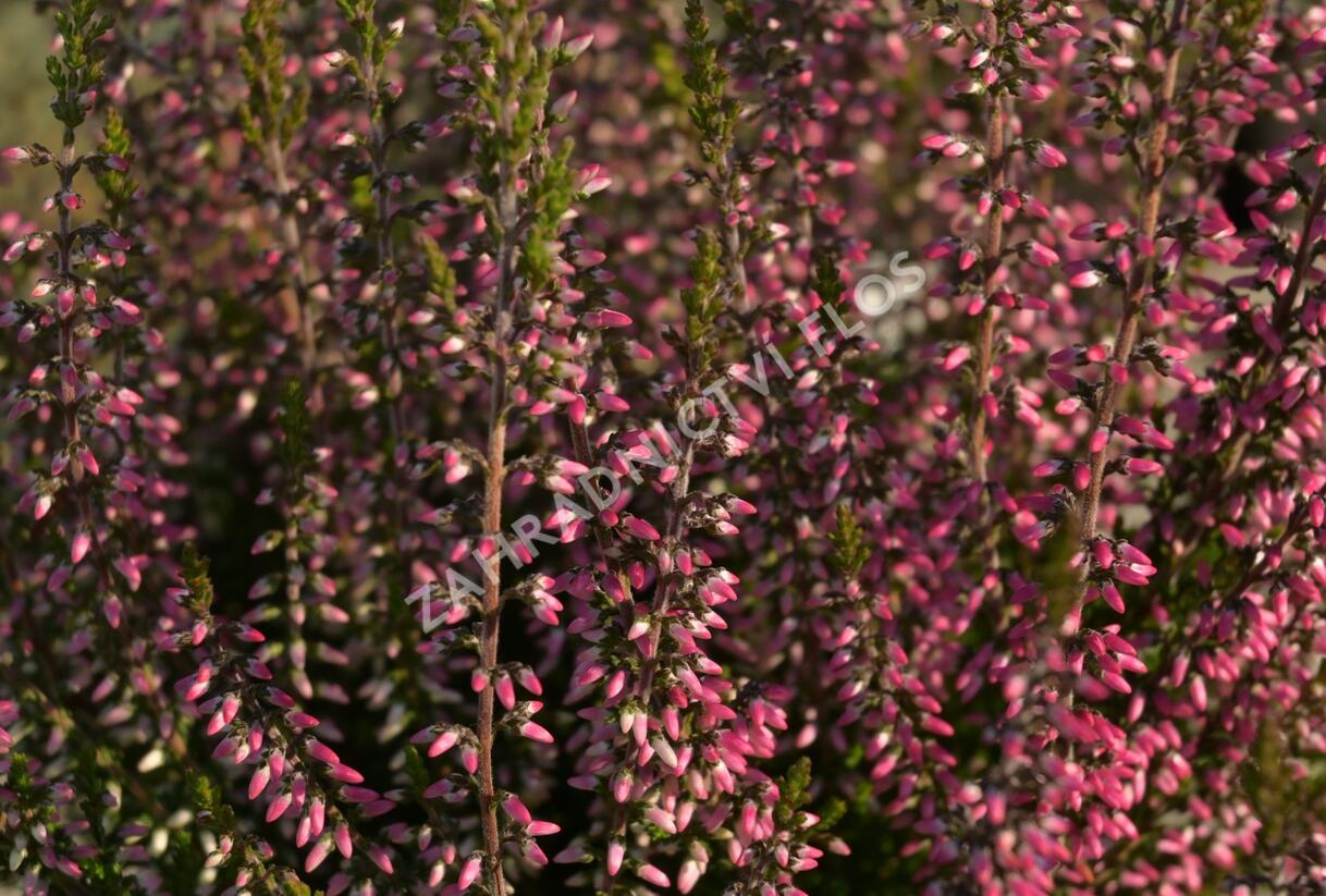 Vřes obecný 'Lore' (Garden girls®) - Calluna vulgaris 'Lore' (Garden girls®)