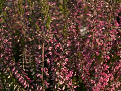 Vřes obecný 'Lore' (Garden girls®) - Calluna vulgaris 'Lore' (Garden girls®)