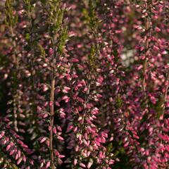 Vřes obecný 'Lore' (Garden girls®) - Calluna vulgaris 'Lore' (Garden girls®)