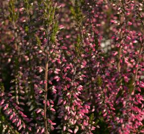 Vřes obecný 'Lore' (Garden girls®) - Calluna vulgaris 'Lore' (Garden girls®)