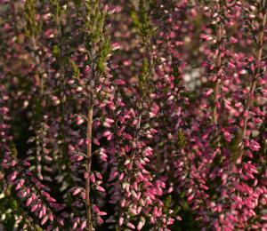 Vřes obecný 'Lore' (Garden girls®) - Calluna vulgaris 'Lore' (Garden girls®)