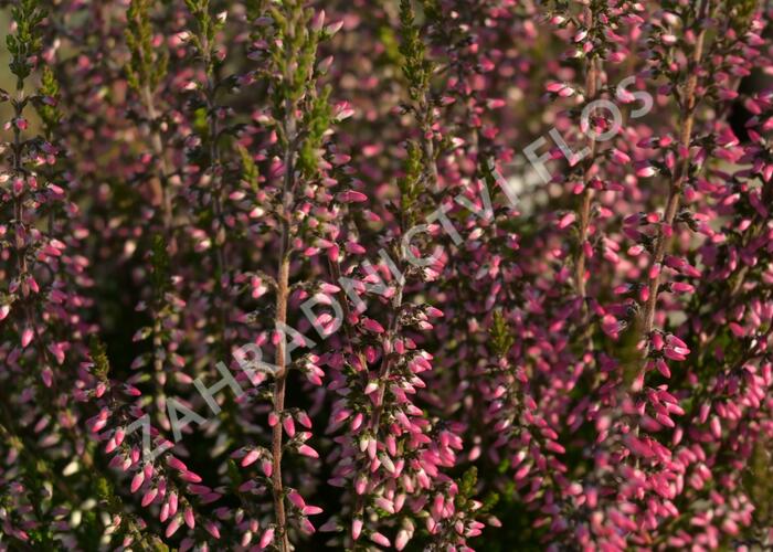 Vřes obecný 'Lore' (Garden girls®) - Calluna vulgaris 'Lore' (Garden girls®)