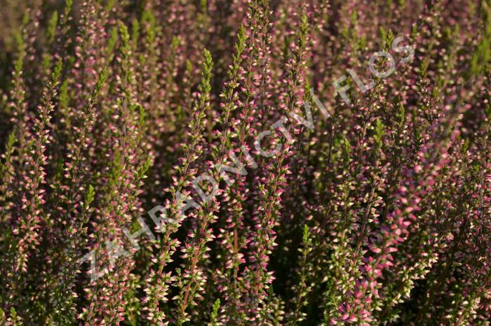 Vřes obecný 'Athene' (Garden girls®) - Calluna vulgaris 'Athene' (Garden girls®)