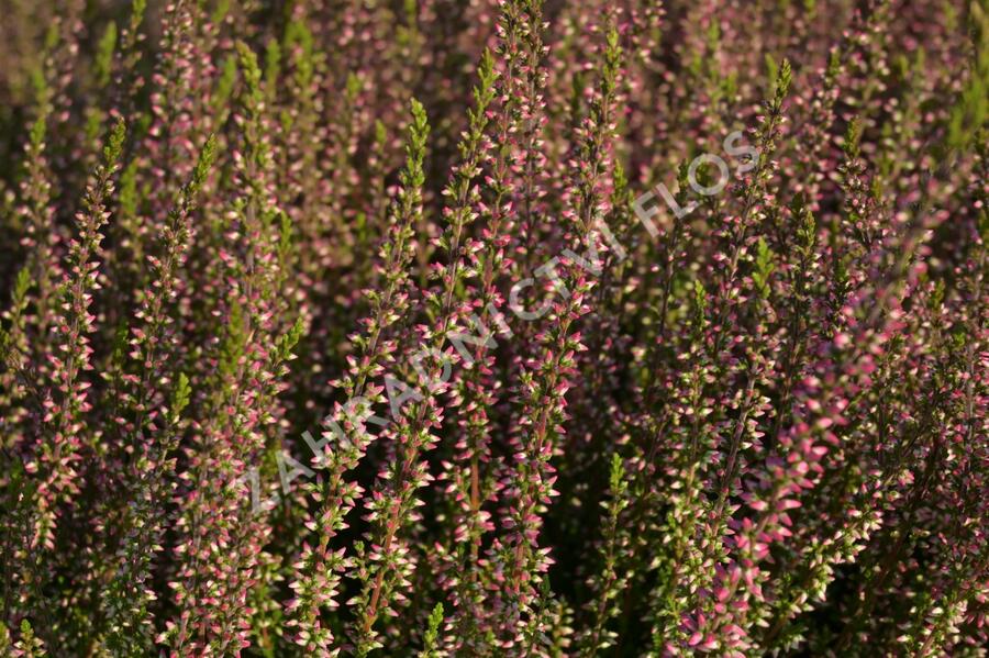 Vřes obecný 'Athene' (Garden girls®) - Calluna vulgaris 'Athene' (Garden girls®)