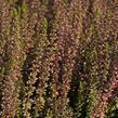 Vřes obecný 'Athene' (Garden girls®) - Calluna vulgaris 'Athene' (Garden girls®)