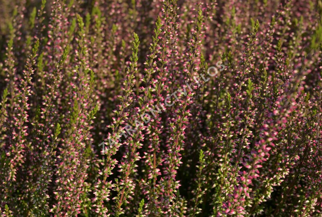 Vřes obecný 'Athene' (Garden girls®) - Calluna vulgaris 'Athene' (Garden girls®)