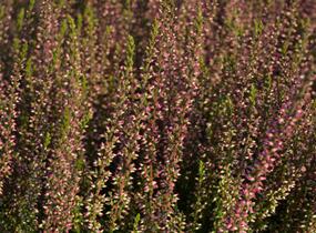 Vřes obecný 'Athene' (Garden girls®) - Calluna vulgaris 'Athene' (Garden girls®)