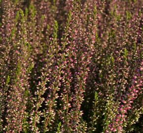 Vřes obecný 'Athene' (Garden girls®) - Calluna vulgaris 'Athene' (Garden girls®)