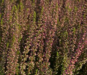 Vřes obecný 'Athene' (Garden girls®) - Calluna vulgaris 'Athene' (Garden girls®)