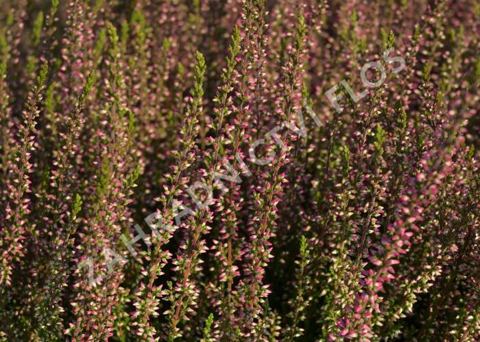 Vřes obecný 'Athene' (Garden girls®) - Calluna vulgaris 'Athene' (Garden girls®)