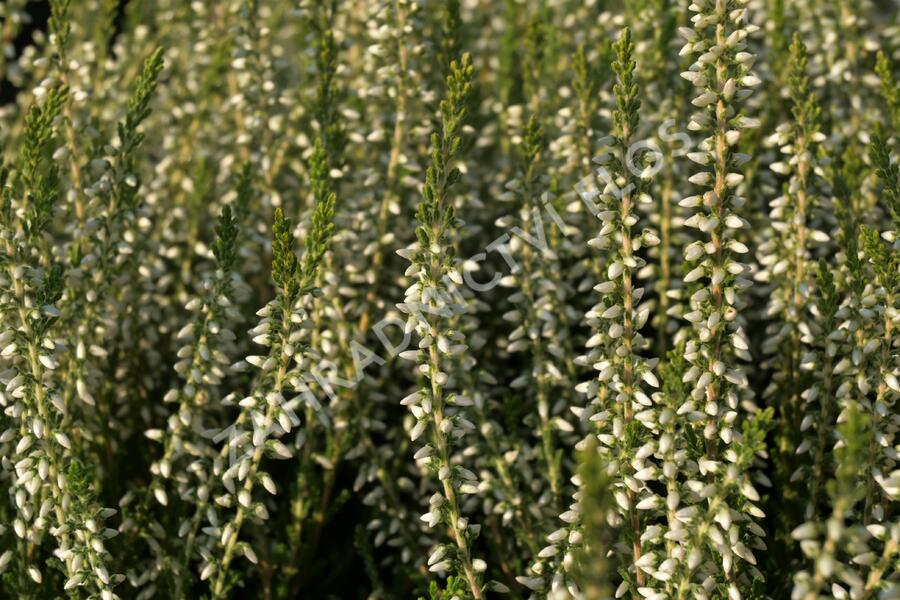 Vřes obecný 'Betty' (Garden girls®) - Calluna vulgaris 'Betty' (Garden girls®)