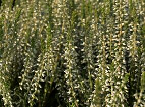 Vřes obecný 'Betty' (Garden girls®) - Calluna vulgaris 'Betty' (Garden girls®)