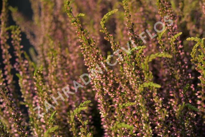 Vřes obecný 'Rosita' (Garden girls®) - Calluna vulgaris 'Rosita' (Garden girls®)
