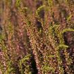 Vřes obecný 'Rosita' (Garden girls®) - Calluna vulgaris 'Rosita' (Garden girls®)