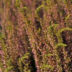 Vřes obecný 'Rosita' (Garden girls®) - Calluna vulgaris 'Rosita' (Garden girls®)
