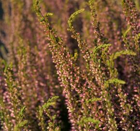 Vřes obecný 'Rosita' (Garden girls®) - Calluna vulgaris 'Rosita' (Garden girls®)