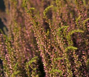 Vřes obecný 'Rosita' (Garden girls®) - Calluna vulgaris 'Rosita' (Garden girls®)
