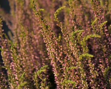 Vřes obecný 'Rosita' (Garden girls®)