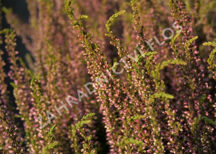 Vřes obecný 'Rosita' (Garden girls®) - Calluna vulgaris 'Rosita' (Garden girls®)