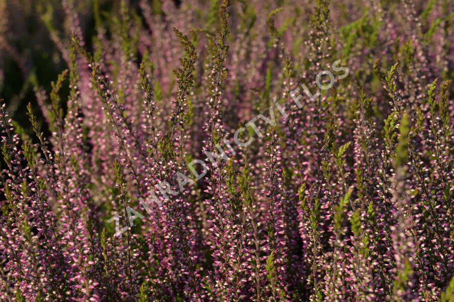 Vřes obecný 'Amethyst' (Garden girls®) - Calluna vulgaris 'Amethyst' (Garden girls®)