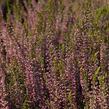 Vřes obecný 'Amethyst' (Garden girls®) - Calluna vulgaris 'Amethyst' (Garden girls®)