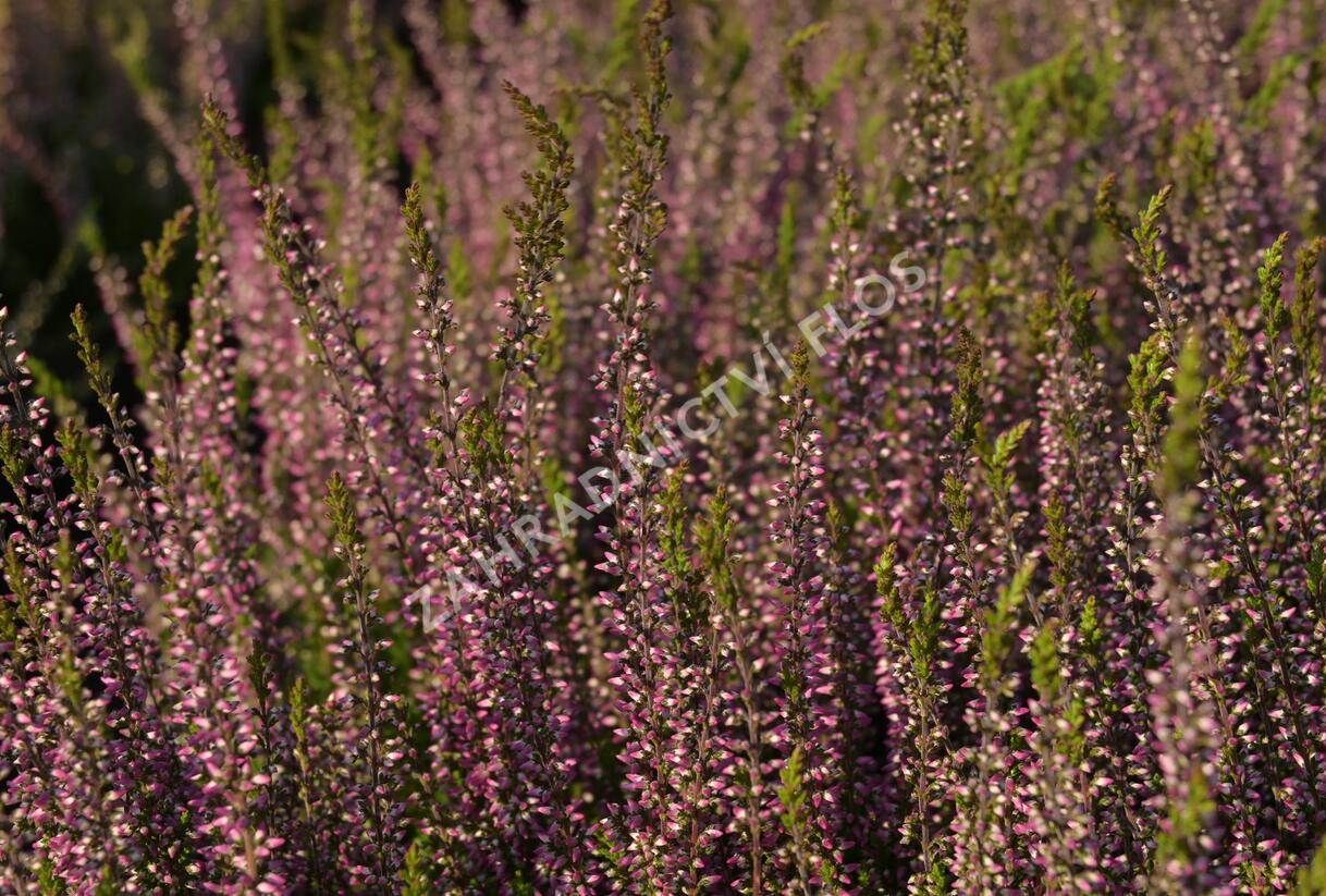 Vřes obecný 'Amethyst' (Garden girls®) - Calluna vulgaris 'Amethyst' (Garden girls®)