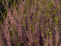 Vřes obecný 'Amethyst' (Garden girls®) - Calluna vulgaris 'Amethyst' (Garden girls®)