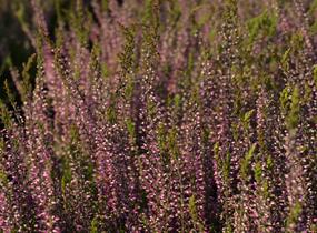 Vřes obecný 'Amethyst' (Garden girls®) - Calluna vulgaris 'Amethyst' (Garden girls®)