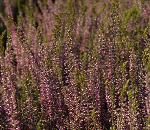 Vřes obecný 'Amethyst' (Garden girls®) - Calluna vulgaris 'Amethyst' (Garden girls®)