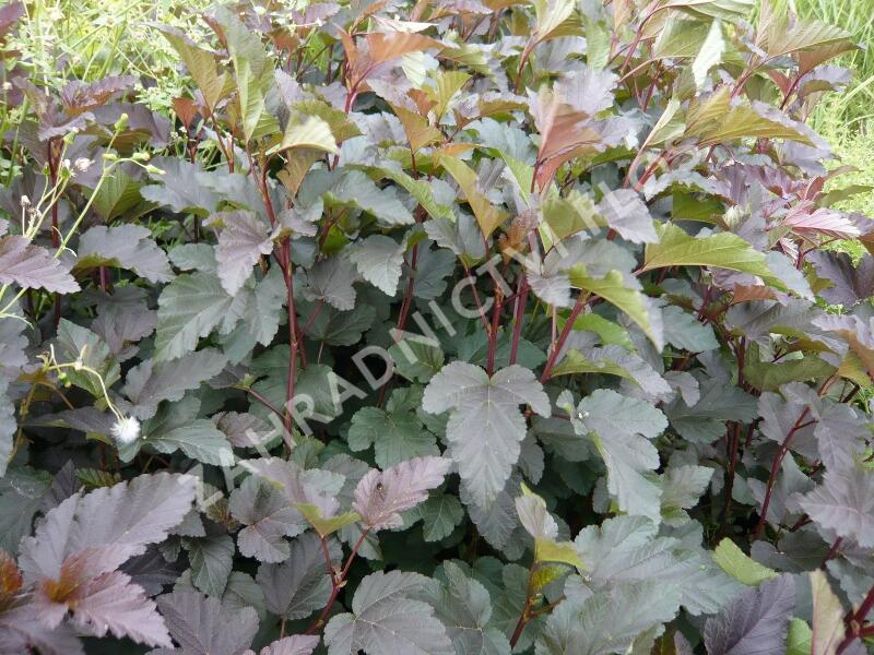 Tavola kalinolistá 'Purpurea' - Physocarpus opulifolius 'Purpurea'