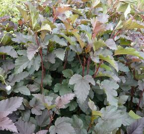 Tavola kalinolistá 'Purpurea' - Physocarpus opulifolius 'Purpurea'