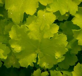 Dlužicha 'Beauty Leaves Fay' - Heuchera hybrida 'Beauty Leaves Fay'