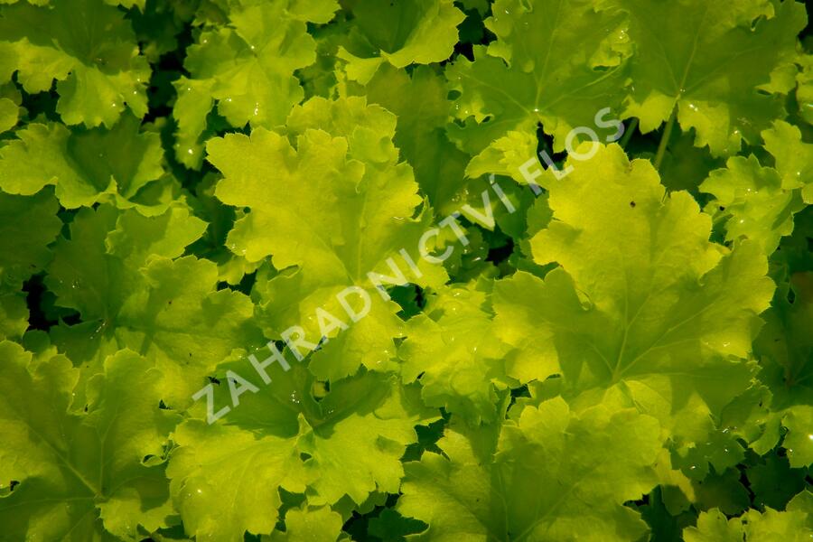 Dlužicha 'Beauty Leaves Fay' - Heuchera hybrida 'Beauty Leaves Fay'