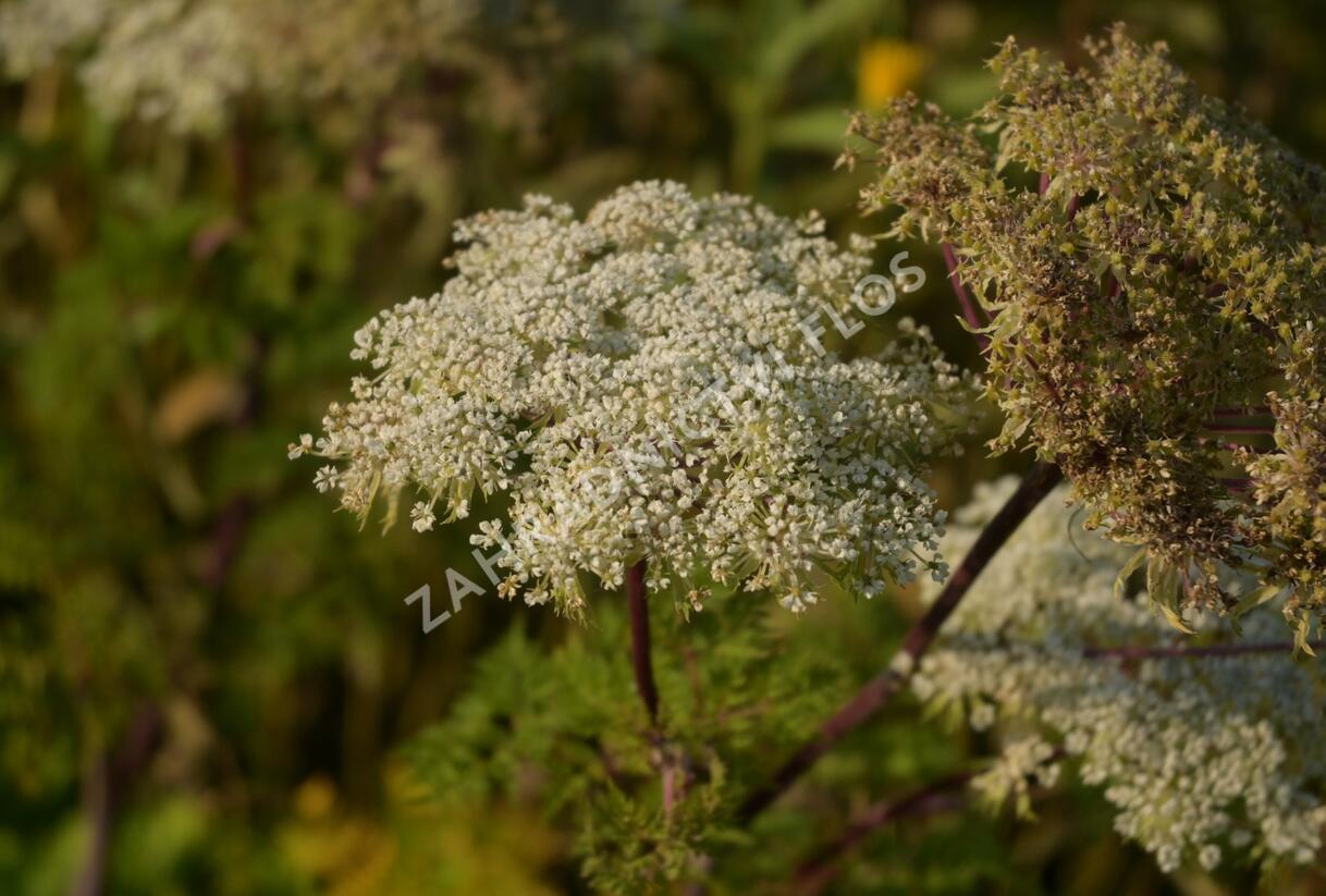 Olešník - Selinum wallichianum