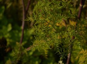 Olešník - Selinum wallichianum