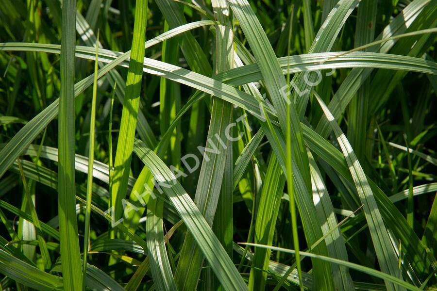 Dochan psárkovitý 'National Arboretum' - Pennisetum alopecuroides 'National Arboretum'