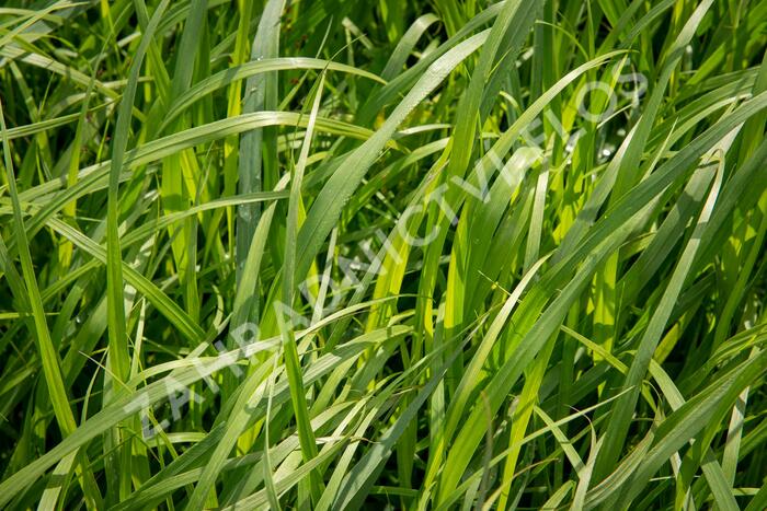 Proso 'Dewey Blue' - Panicum amarum 'Dewey Blue'