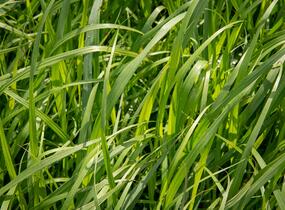 Proso 'Dewey Blue' - Panicum amarum 'Dewey Blue'