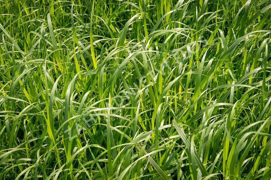 Proso 'Dewey Blue' - Panicum amarum 'Dewey Blue'