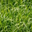 Proso 'Dewey Blue' - Panicum amarum 'Dewey Blue'